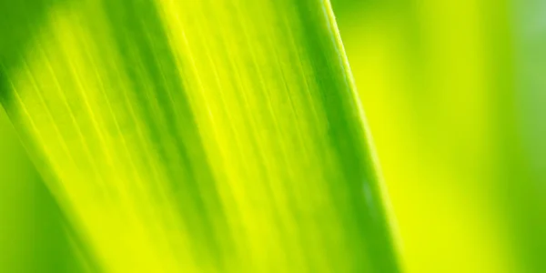 Rostlina Zelený List Zahradě Bokeh Pozadí — Stock fotografie