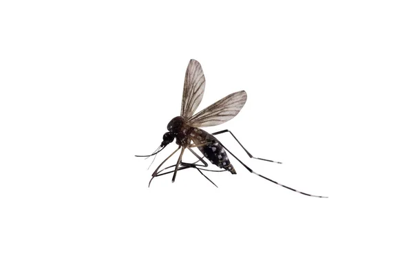 Mosquitos Aislados Sobre Fondo Blanco —  Fotos de Stock