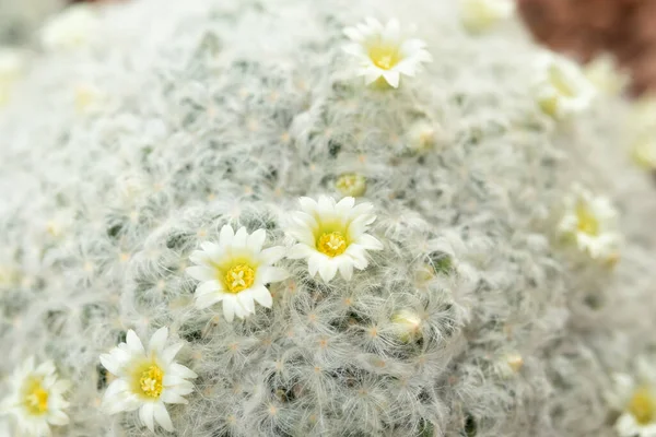 White Cactus Flower Close Garden — Stock Photo, Image