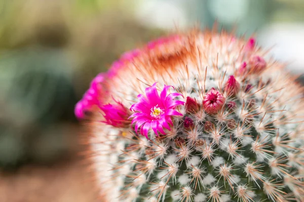 Fiore Cactus Rosa Vicino Giardino — Foto Stock