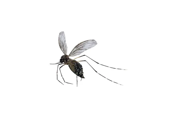 Mosquito Aislado Sobre Fondo Blanco —  Fotos de Stock