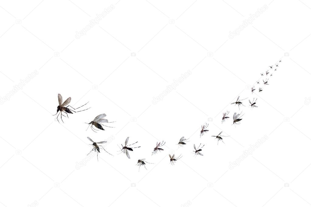 Flying mosquitoes isolated on white background