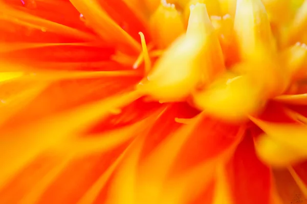 Orangefarbene Gerbera Blüten Schließen Abstrakten Hintergrund — Stockfoto