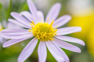 Güzel çiçekler soyut arkaplanı kapatır