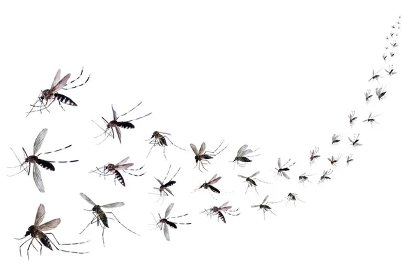 Mosquitos Voladores Aislados Sobre Fondo Blanco — Foto de Stock