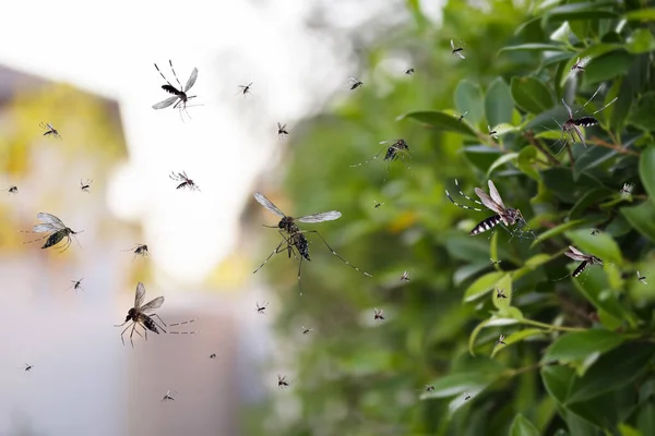 Рій Комарів Літає Парку — стокове фото