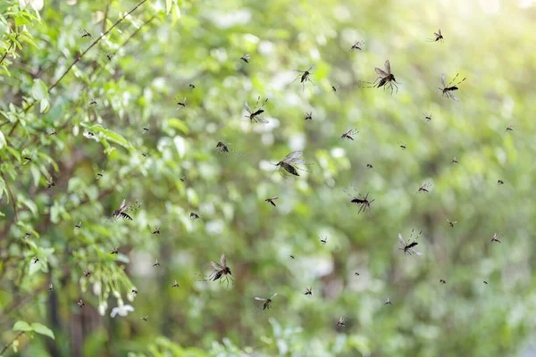 Enjambre Mosquitos Vuela Parque —  Fotos de Stock
