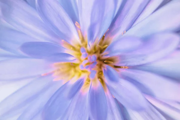 Beautiful Flowers Close Abstract Background — Stock Photo, Image