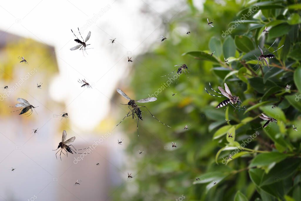 Swarm of mosquitoes fly in the park