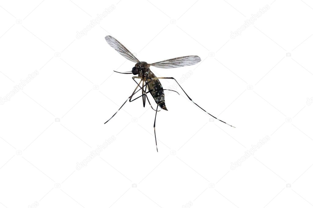 mosquito isolated on white background