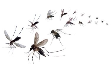 Flying mosquitoes isolated on white background clipart