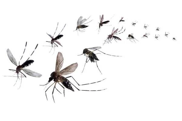 Mosquitos Voadores Isolados Fundo Branco — Fotografia de Stock