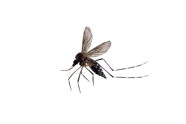 Комары Изолированы Белом Фоне — стоковое фото