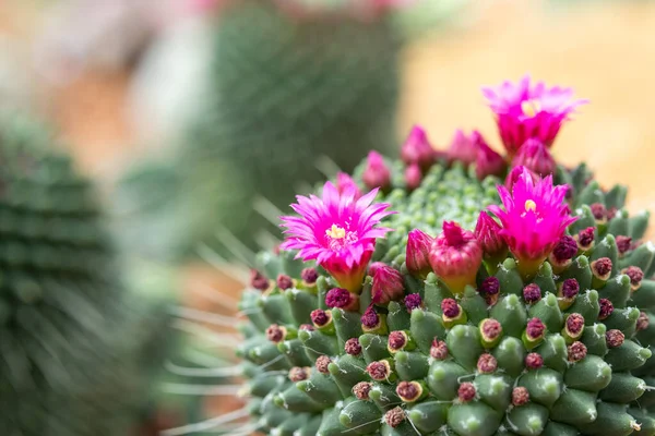 Fiore Cactus Rosa Vicino Giardino — Foto Stock