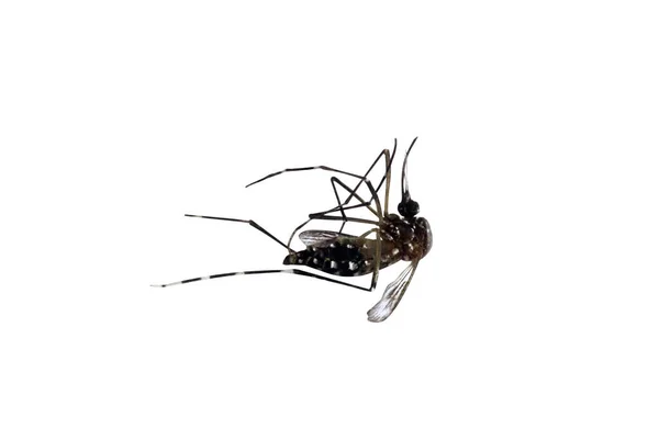 Mosquitos Muertos Aislados Sobre Fondo Blanco — Foto de Stock