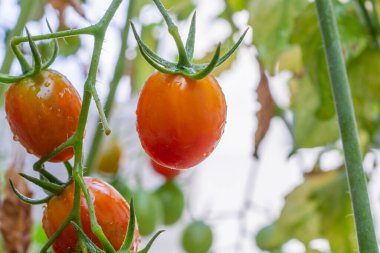 Taze kırmızı olgun domatesler organik bahçedeki asma filizine asılmış hasat etmeye hazır.