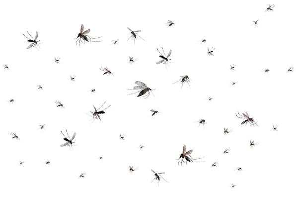 Mosquitos Voladores Aislados Sobre Fondo Blanco — Foto de Stock