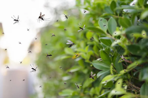 Enxame Mosquitos Voam Parque — Fotografia de Stock
