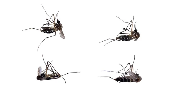 Mosquitos Muertos Aislados Sobre Fondo Blanco —  Fotos de Stock
