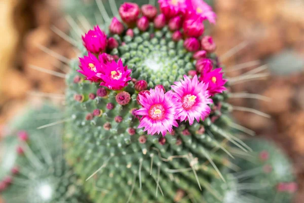 Fiore Cactus Rosa Vicino Giardino — Foto Stock