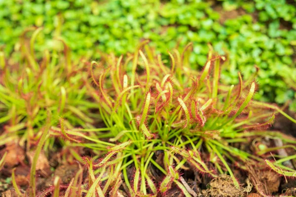 Rosa Słoneczna Drosera Anglica Mięsożerna Roślina Ogrodzie — Zdjęcie stockowe