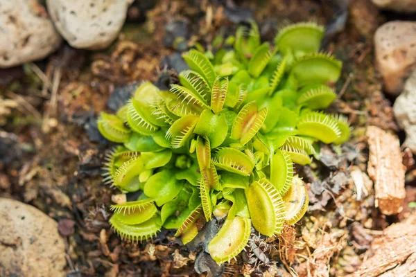 Venere Flytrap Dionaea Muscipula Pianta Carnivora Vicino — Foto Stock