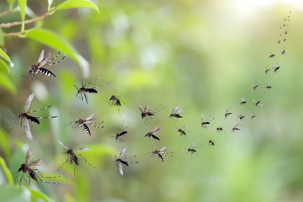 Enxame Mosquitos Voam Parque — Fotografia de Stock