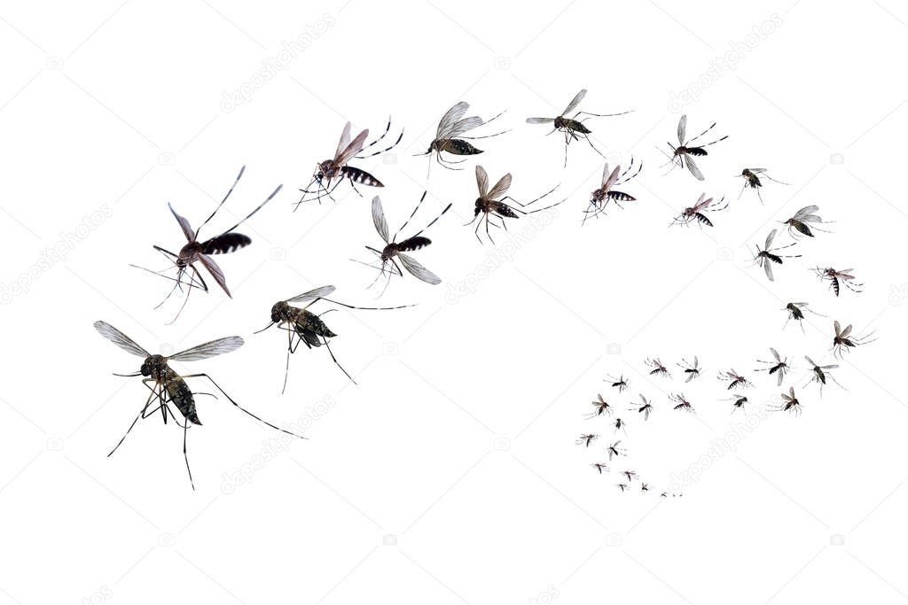 Flying mosquitoes isolated on white background