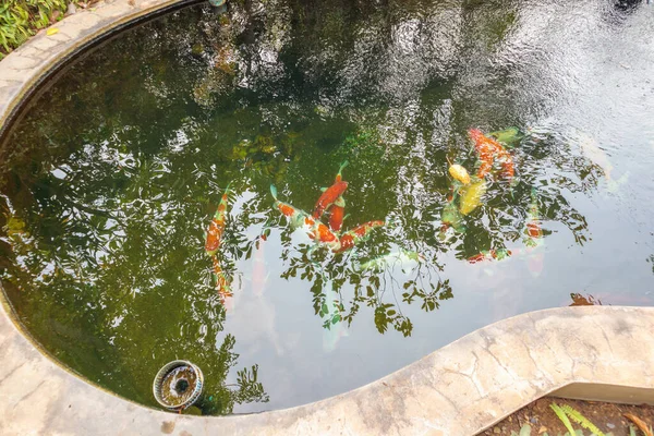 庭の池の鯉 — ストック写真