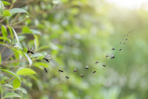 Enjambre Mosquitos Vuela Parque —  Fotos de Stock