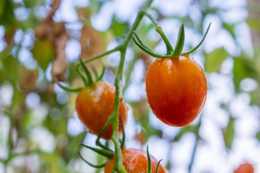 Taze kırmızı olgun domatesler organik bahçedeki asma filizine asılmış hasat etmeye hazır.