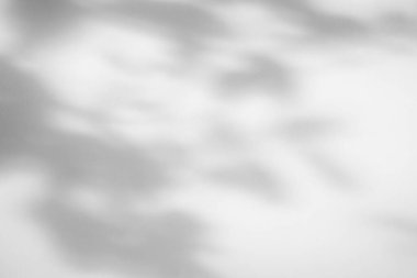 Soyut doğal ağaç beyaz duvar arkaplanında gölge bırakır