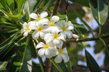 Yeşil yapraklı beyaz Frangipani çiçeği Plumeria alba