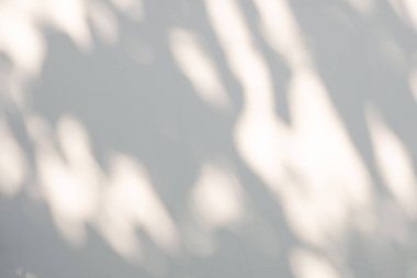 Soyut doğal ağaç beyaz duvar arkaplanında gölge bırakır