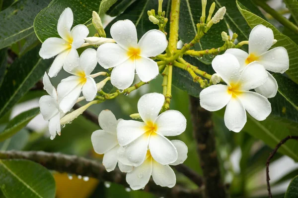 Flor Frangipani Branca Plumeria Alba Com Folhas Verdes — Fotografia de Stock