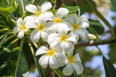 Yeşil yapraklı beyaz Frangipani çiçeği Plumeria alba