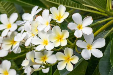 Yeşil yapraklı beyaz Frangipani çiçeği Plumeria alba