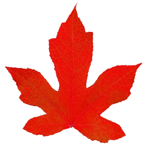 Rotes Ahornblatt Isoliert Auf Weißem Hintergrund — Stockfoto