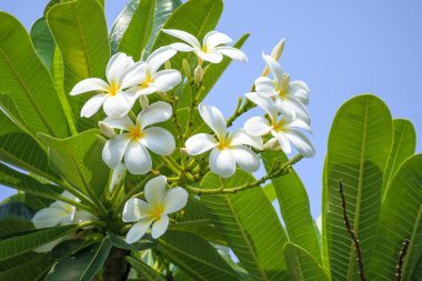 Yeşil yapraklı beyaz Frangipani çiçeği Plumeria alba
