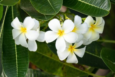 Yeşil yapraklı beyaz Frangipani çiçeği Plumeria alba