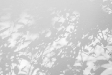 Soyut doğal ağaç beyaz duvar arkaplanında gölge bırakır