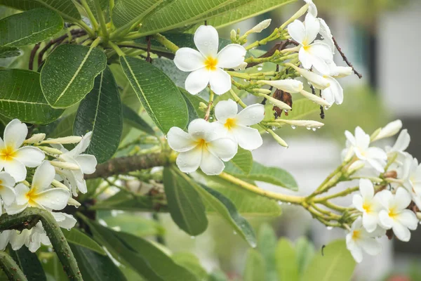 White Frangipani Flower Plumeria Alba Green Leaves — Stock Photo, Image