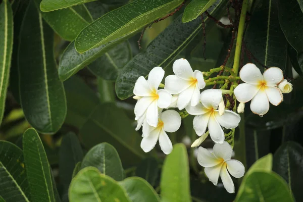 Fleur Blanche Frangipani Plumeria Alba Aux Feuilles Vertes — Photo