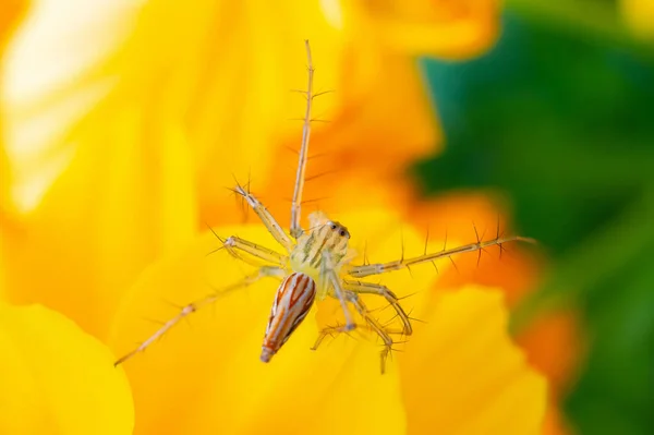 Araña Está Flor Amarilla Jardín —  Fotos de Stock
