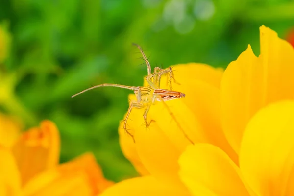 Araña Está Flor Amarilla Jardín —  Fotos de Stock