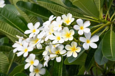 Yeşil yapraklı beyaz Frangipani çiçeği Plumeria alba