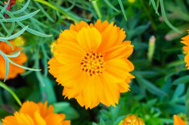 Güzel Kozmos çiçeği bahçeye yakın.