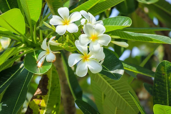 Biały Kwiat Frangipani Plumeria Alba Zielonymi Liśćmi — Zdjęcie stockowe