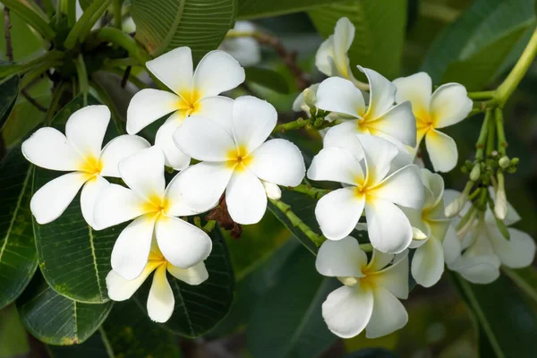 Biały Kwiat Frangipani Plumeria Alba Zielonymi Liśćmi — Zdjęcie stockowe