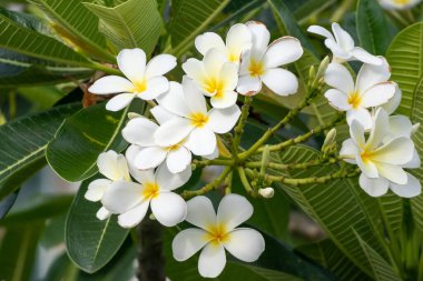 Yeşil yapraklı beyaz Frangipani çiçeği Plumeria alba